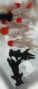 fish in a box: redcap orandas and moors, street corner vendor in Wanchai, Hong Kong