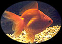 Fantail