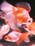globe eye goldfish