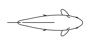 common goldfish standard, top view