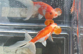 variegated red-white bubble eye