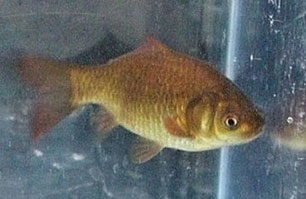 bronze common goldfish