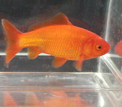 red common goldfish