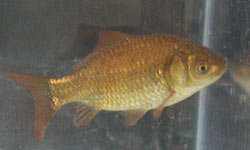 wildtype_common_goldfish.jpg