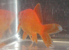 common goldfish sporting a double anal fin