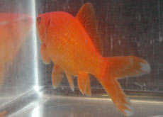 common goldfish sporting a double anal fin