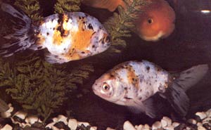 calico eggfish