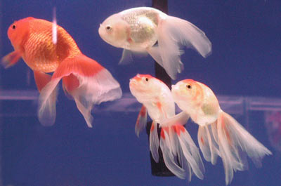 phoenix eggfish 2003