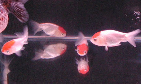 young eggfish