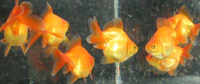 young red metallic fantails