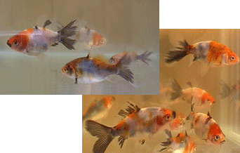 young goldfish at 60 days