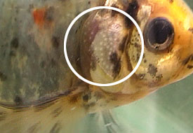 كيف تعرف الانثى والذكر بين الاسماك بالصور كيف
