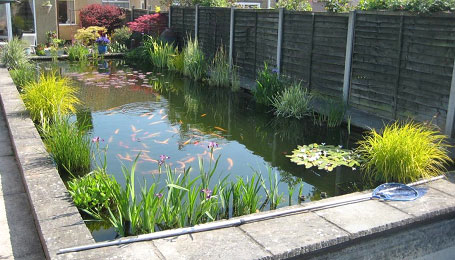 goldfish pond