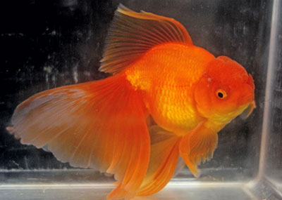 adult red oranda 2018