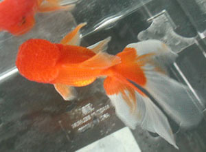 red-white metallic oranda, top view