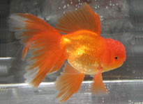 red%20metallic%20oranda,%20right%20view