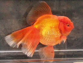 red%20metallic%20oranda