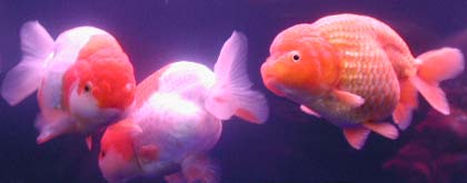 large adult ranchu