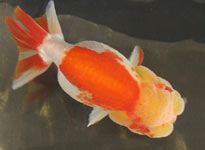 red-white variegated ranchu