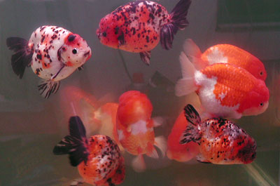 Chinese calico and red-white ranchu