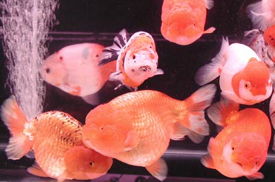 ranchu2