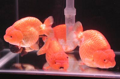 red Chinese ranchu