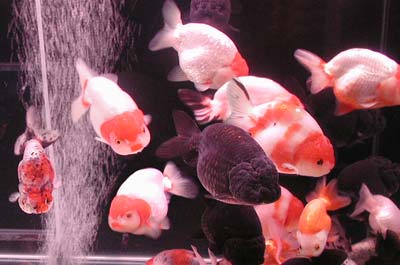 Chinese red-white and black ranchu
