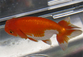 ranchu goldfish