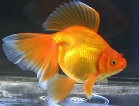 red veiltail goldfish