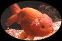lionhead goldfish