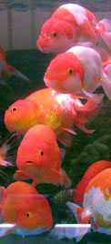 ranchu goldfish