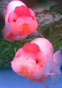 ranchu goldfish