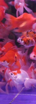 Shoal of ryukins