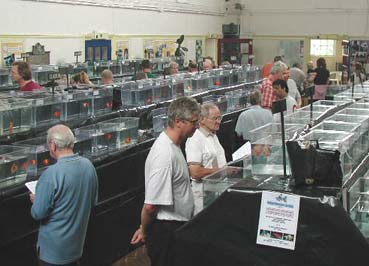 BAS annual show
