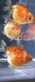 young pearlscales 2008
