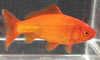 Common Goldfish