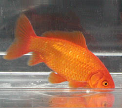 red common goldfish