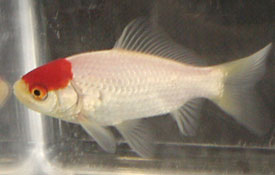tancho goldfish