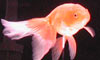 Phoenix Eggfish