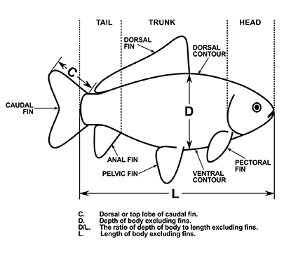 goldfish finnage and body plan