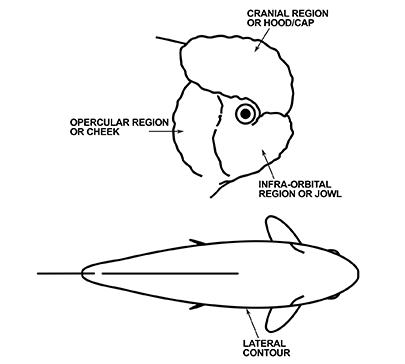 goldfish finnage and body plan