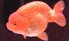 Ranchu