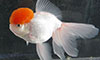 redcap oranda goldfish