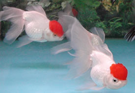 redcap oranda goldfish