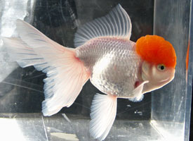 redcap oranda goldfish